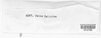 Valsa salicina image